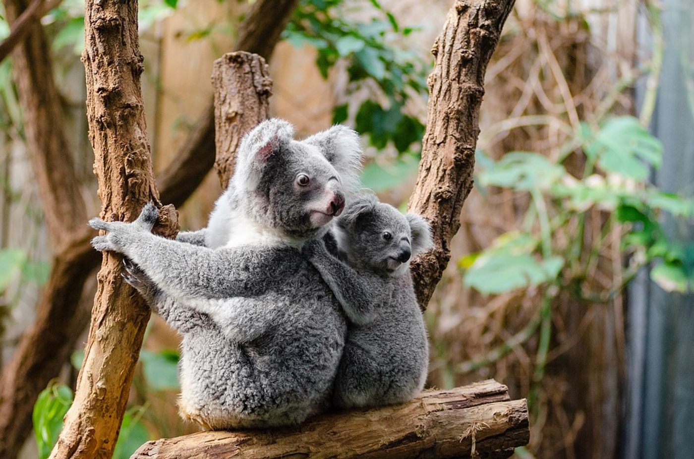 Australian Zoo Sees the Birth of a Rare White Koala