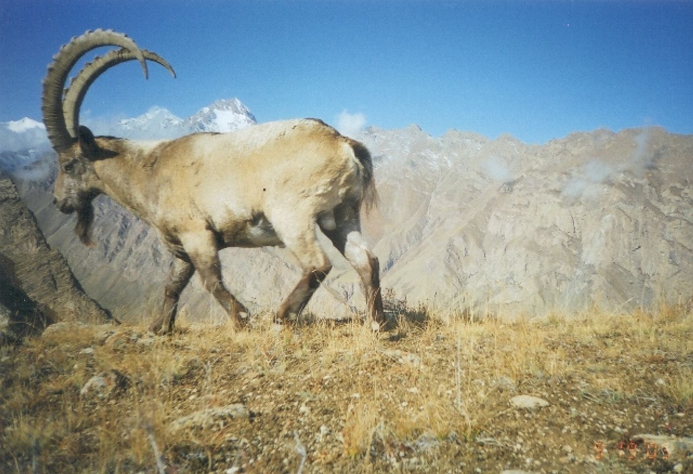 Ibex are a key snow leopard prey species. In Shamshy, they can thrive undisturbed in the future (photo: K. McCarthy)