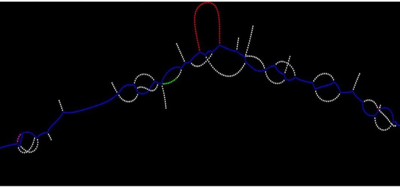 Example of colored de Bruijn graph rendered to represent genomic data for a short region of 400 base pairs using the Lancet genomics tool developed by New York Genome Center scientists. The somatic variant is highlighted in red. / Credit: New York Genome Center