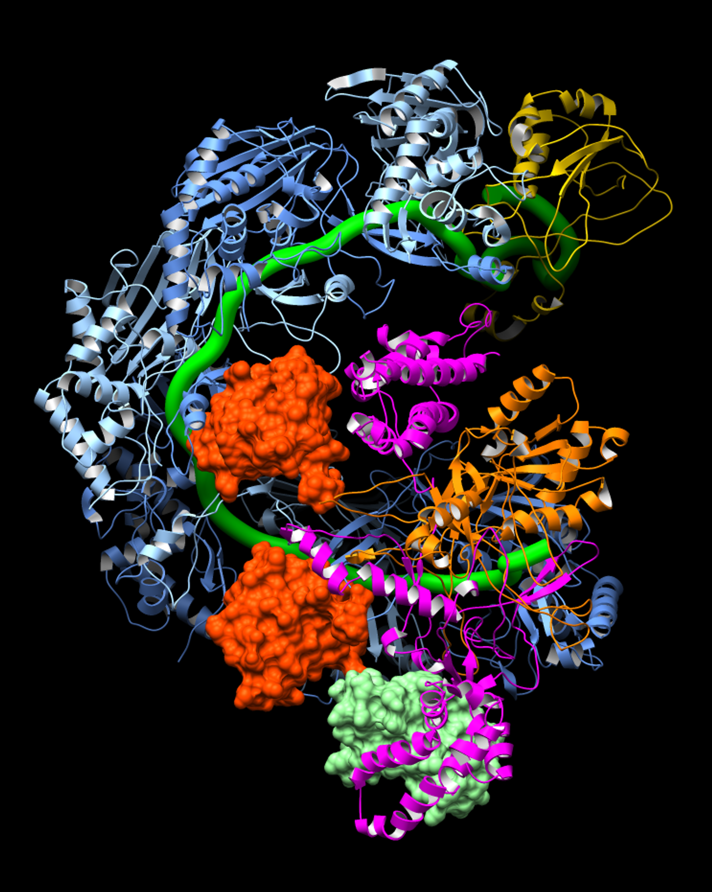 This image shows how the CRISPR surveillance complex is disabled by two copies of anti-CRISPR protein AcrF1 (red) and one AcrF2 (light green). These anti-CRISPRs block access to the CRISPR RNA (green tube) preventing the surveillance complex from scanning and targeting invading viral DNA for destruction (Image from Lander Lab).