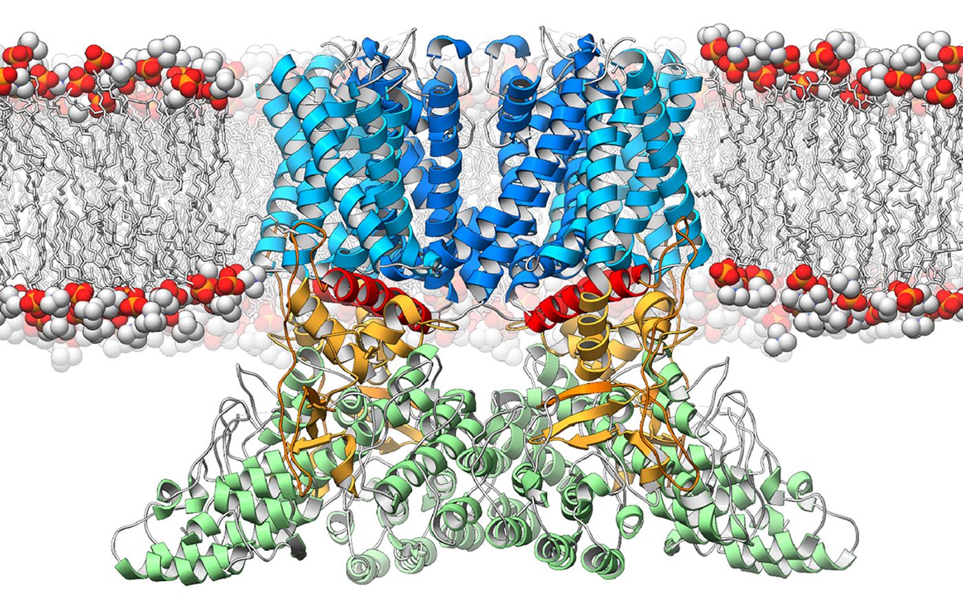 A new study from The Scripps Research Institute (TSRI) and the Duke University Medical Center reveals the three-dimensional structure of a crucial ion channel, shedding light on its role in the immune system.