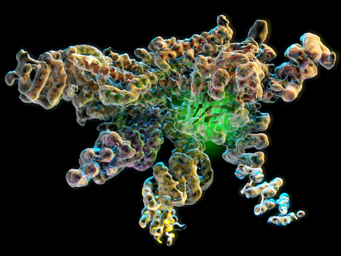 The new research shows the workings of a crucial molecular enzyme. In this image, the green glow in the structure denotes the location of the Rpn11 enzymatic active site in its inhibited conformation at the heart of the isolated lid complex.