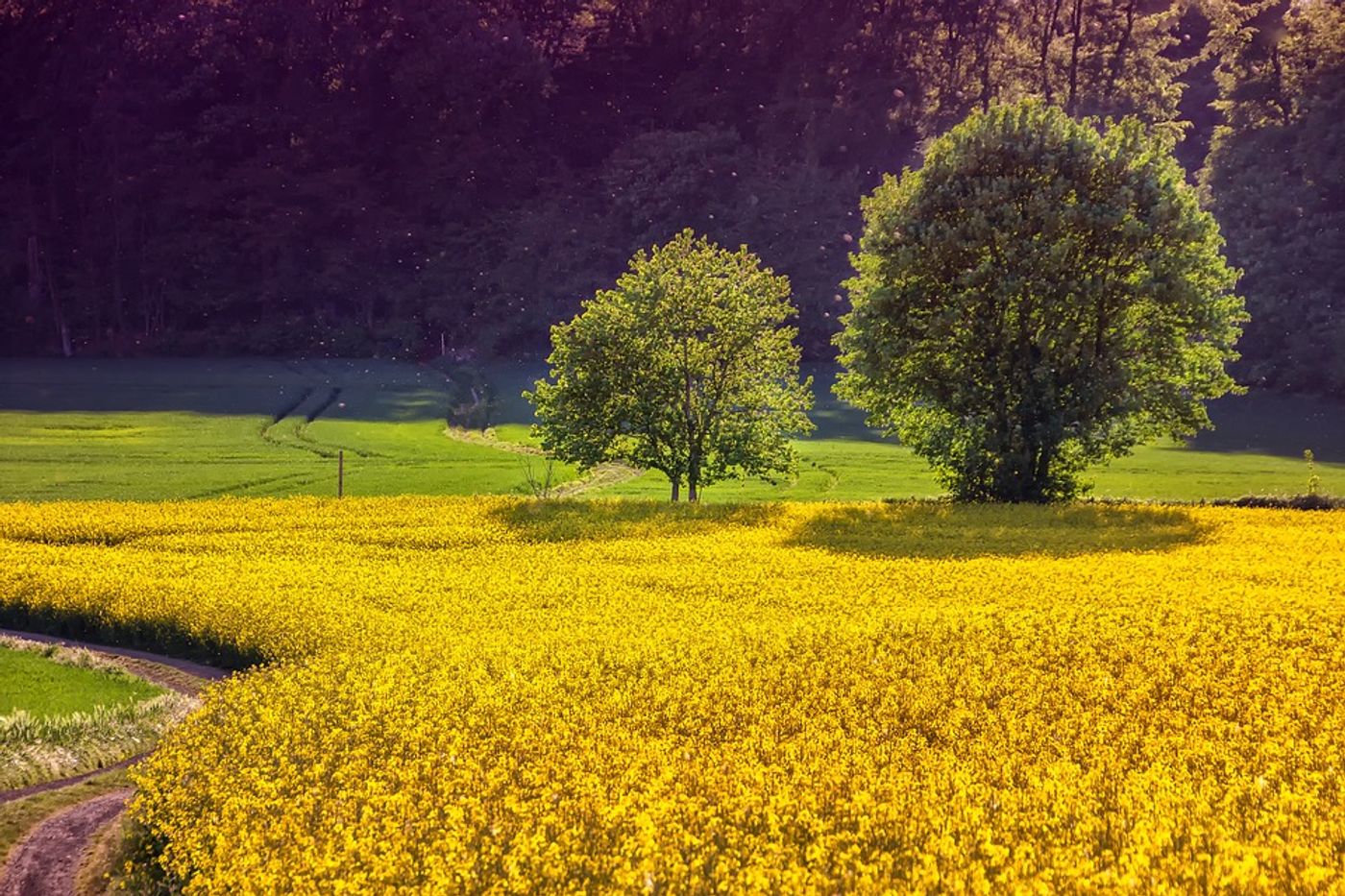 Oilseed rape is a common crop in the UK. Photo: Pixabay