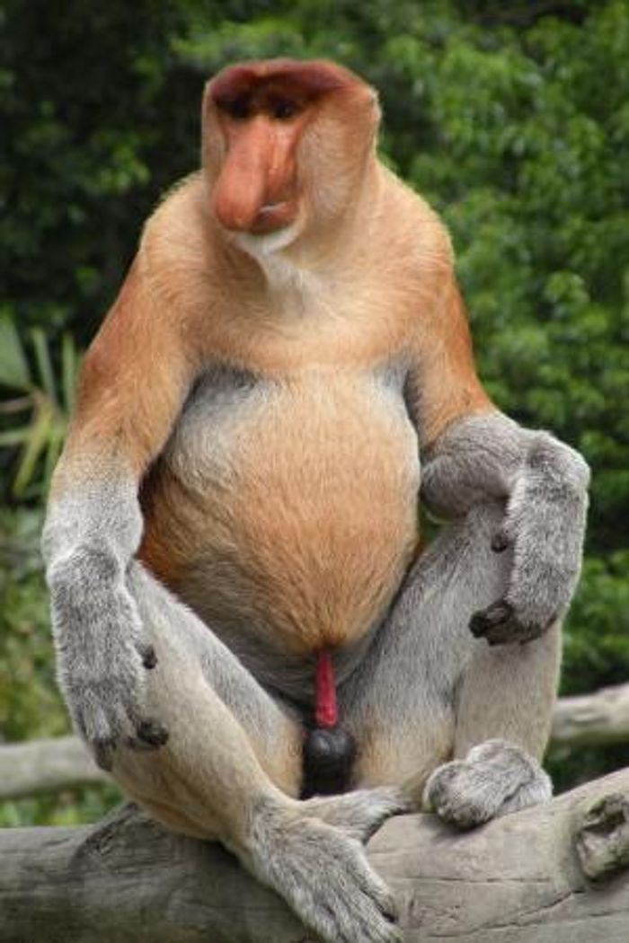 A male Proboscis monkey