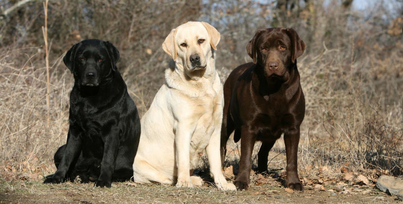 Why do Labradors eat so much and get so fat? Their genes may hold the answer.