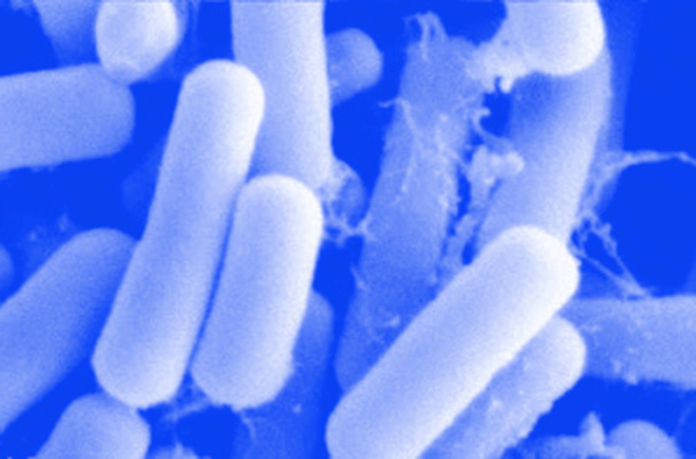 Lactobacillus reuteri