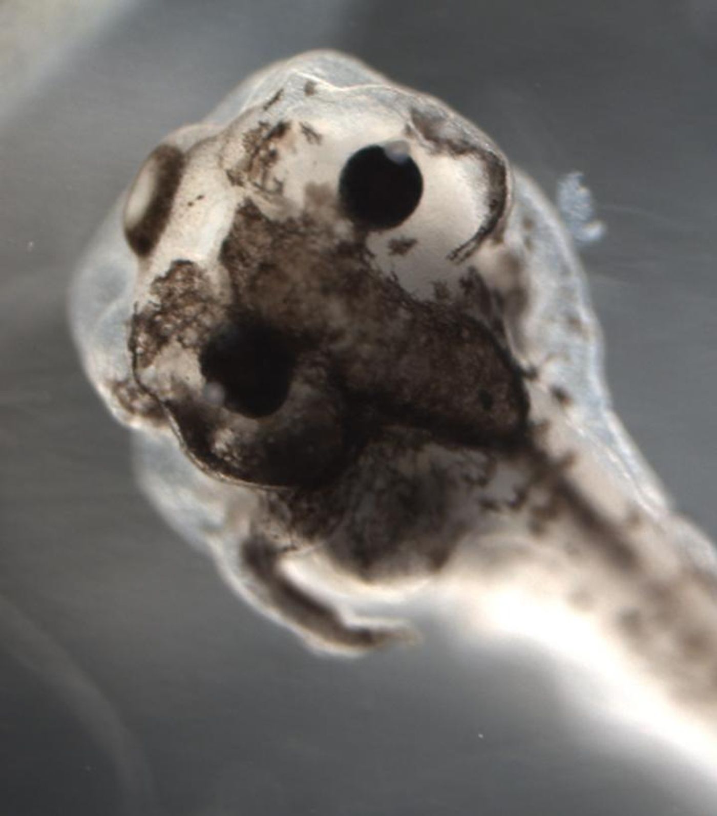 In frog embryos treated by a unique set of reagents chosen by AI, pigment cells in some areas of a single tadpole converted to an invasive, cancer-like form (tissues over the left eye above) while other regions in that tadpole remained normal (tissues over right eye above). This is the first time an artificial intelligence system has been used to discover the exact interventions necessary to obtain a specific novel result in a living organism, giving new insight into the biophysics of cancer. / Credit: Maria Lobikin and Michael Levin of Tufts University.