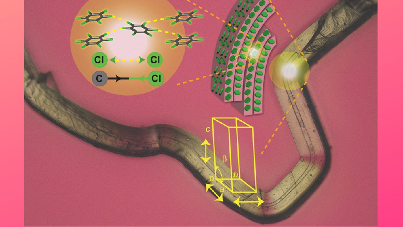 Phase (form) transition within the "Jumping Crystals" (Naumov/NYUAD)