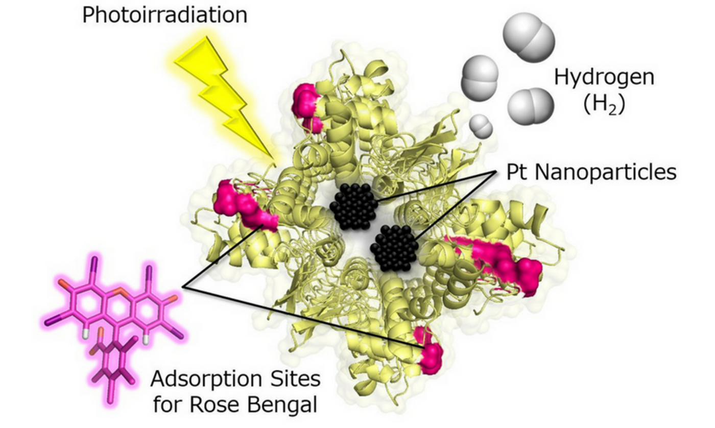 Lysozyme crystal immobilizing platinum catalyst nanoparticles and rose bengal. Credit: H. TABE/OCU