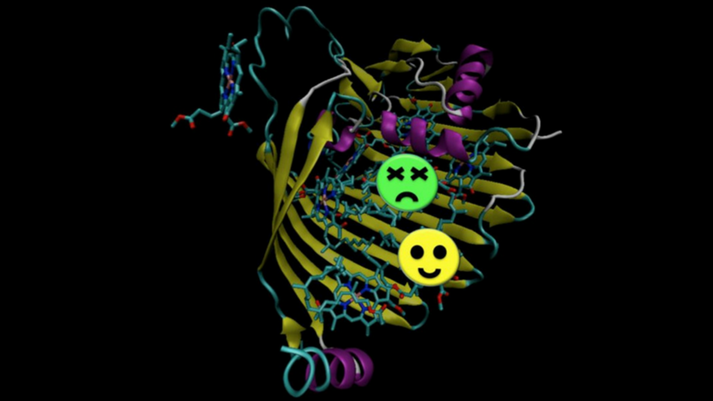 In the bacterial photosynthetic complex, two molecules (green and yellow) got simultaneously excited (T. Jansen/University of Groningen)