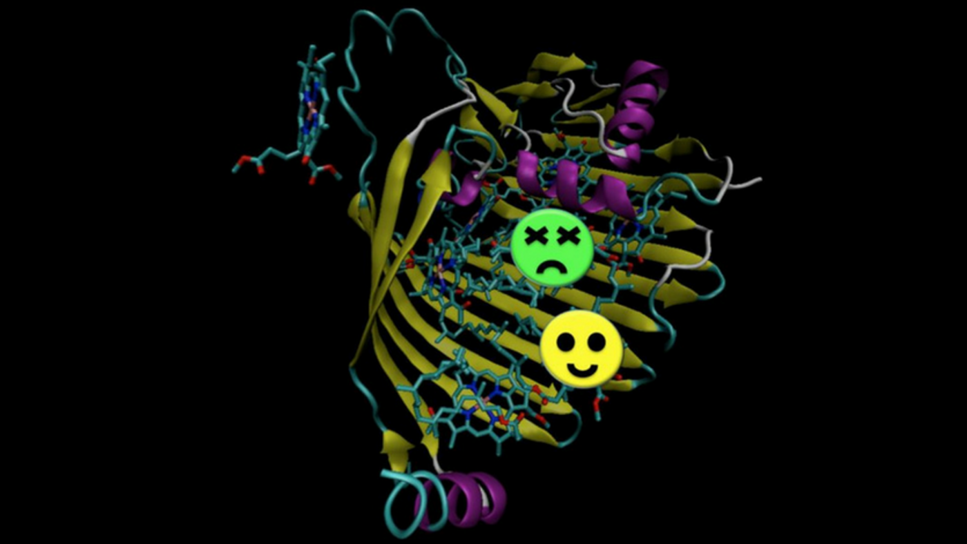 Chemists discover why photosynthetic light-harvesting is so