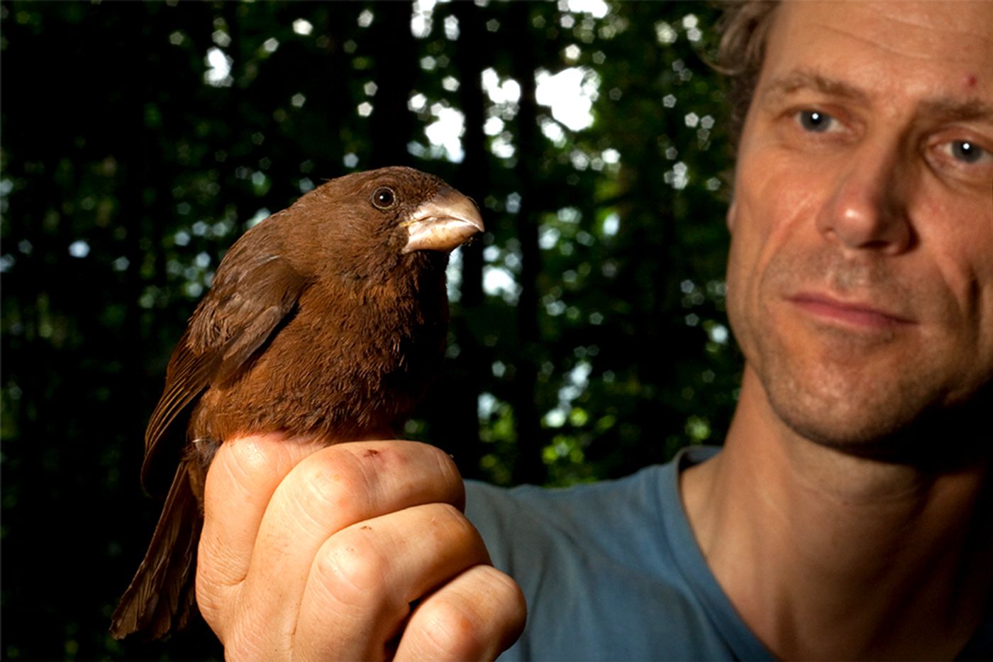 The São Tomé Grosbeak is the world's largest canary, new study finds.