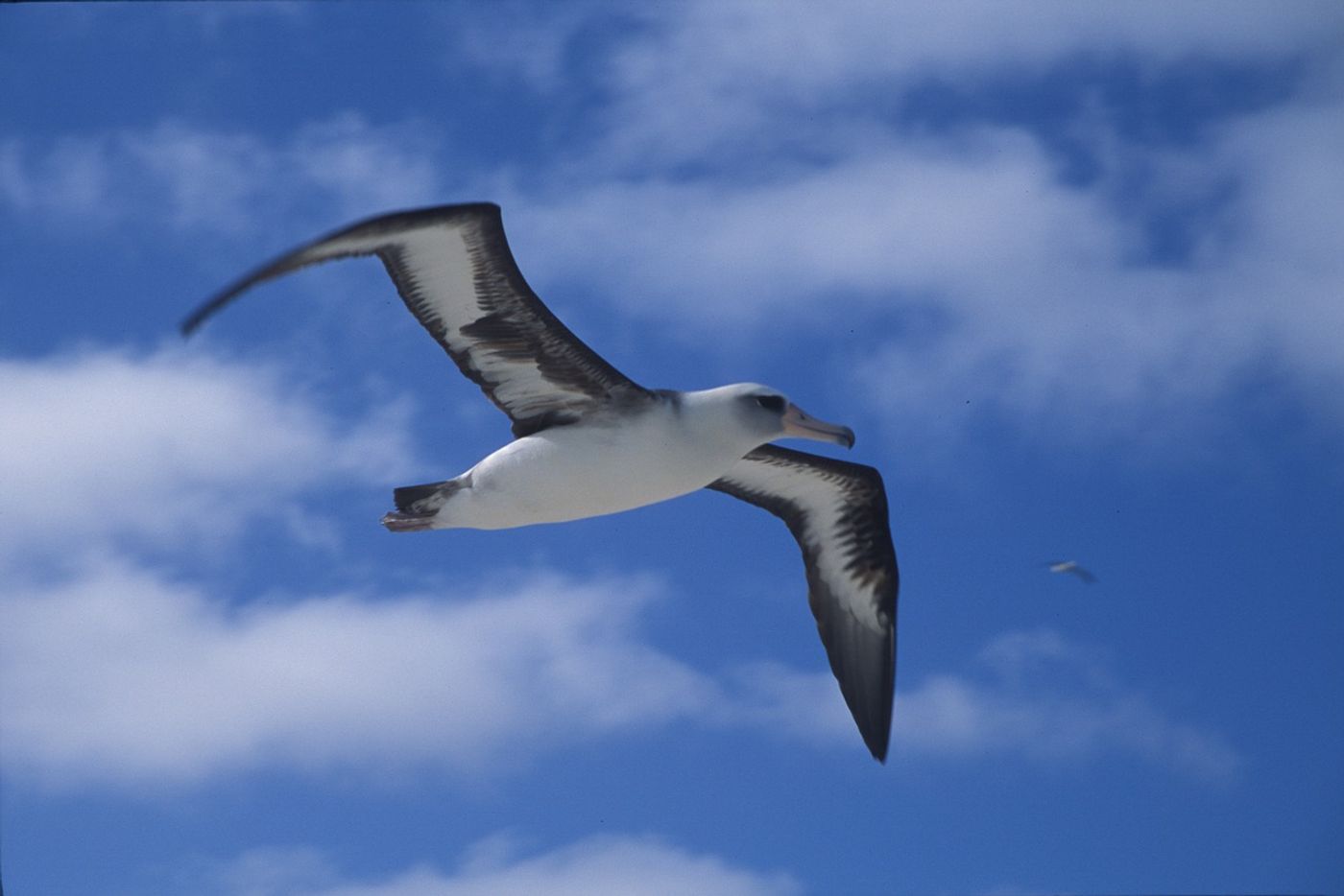 It's not a good time to be an albatross.