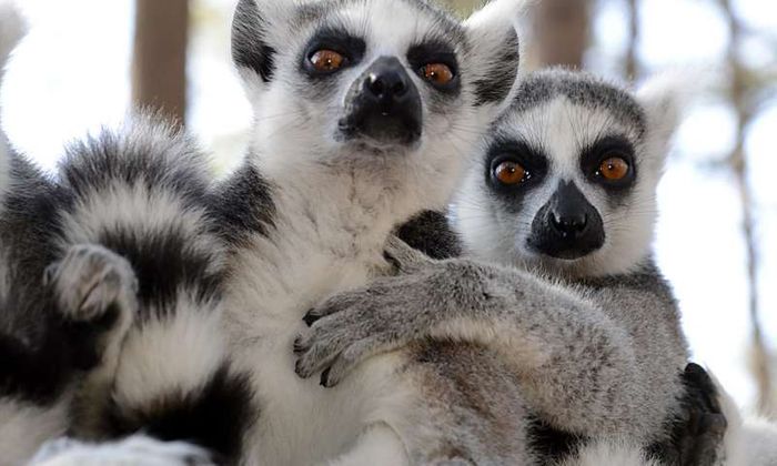Lemurs can smell weakness in their peers.