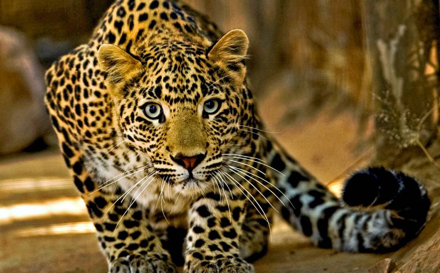 Leopards are losing their habitation space quickly to humans.