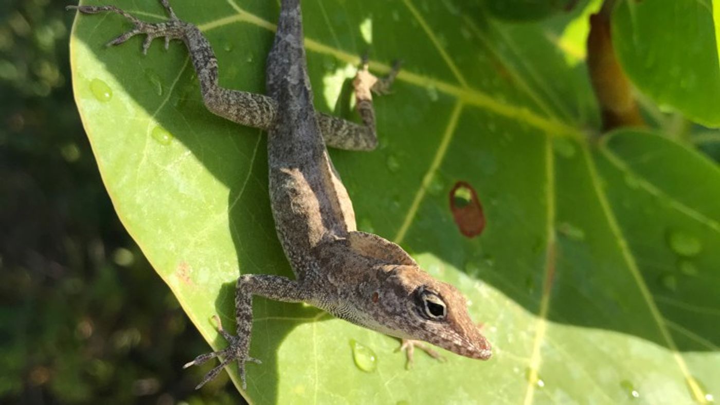 An example of one of the anole lizards studied by Donihue and his team.