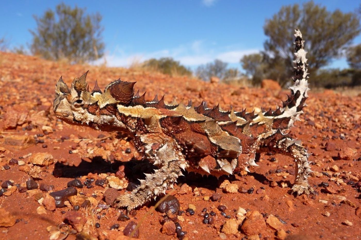 The thorny devil can drink water without using its mouth, kind of.