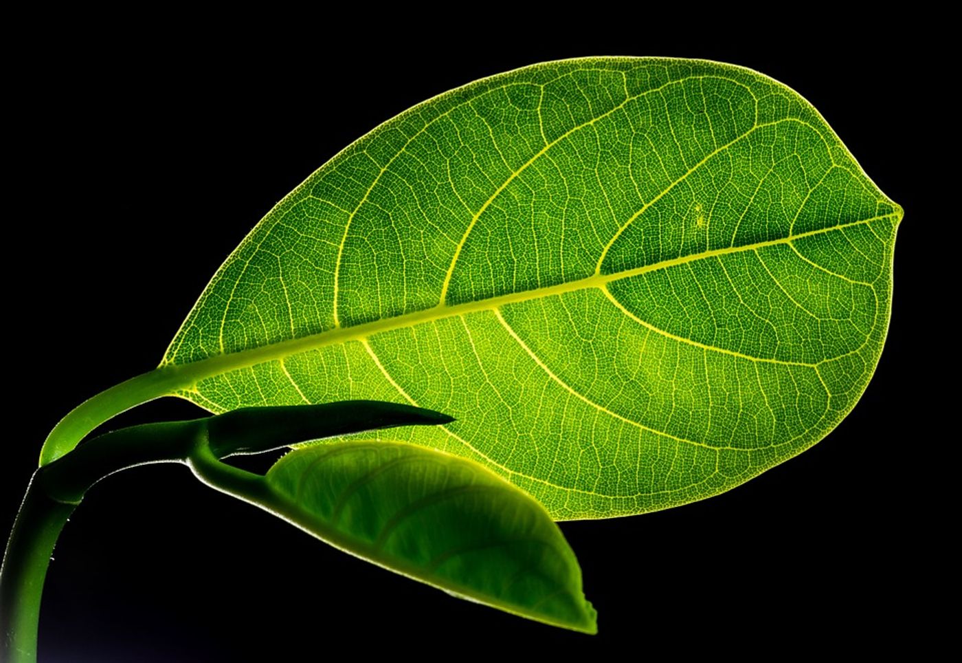 A close-up image of a plant leaf.