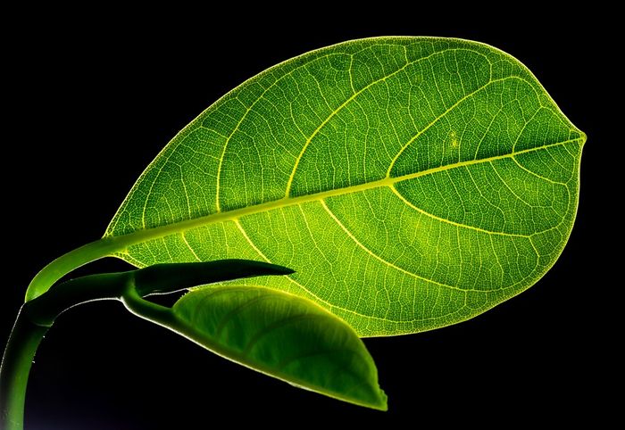 Plants Thicken Their Leaves In Response To High Co2 Levels And That S Bad Plants And Animals