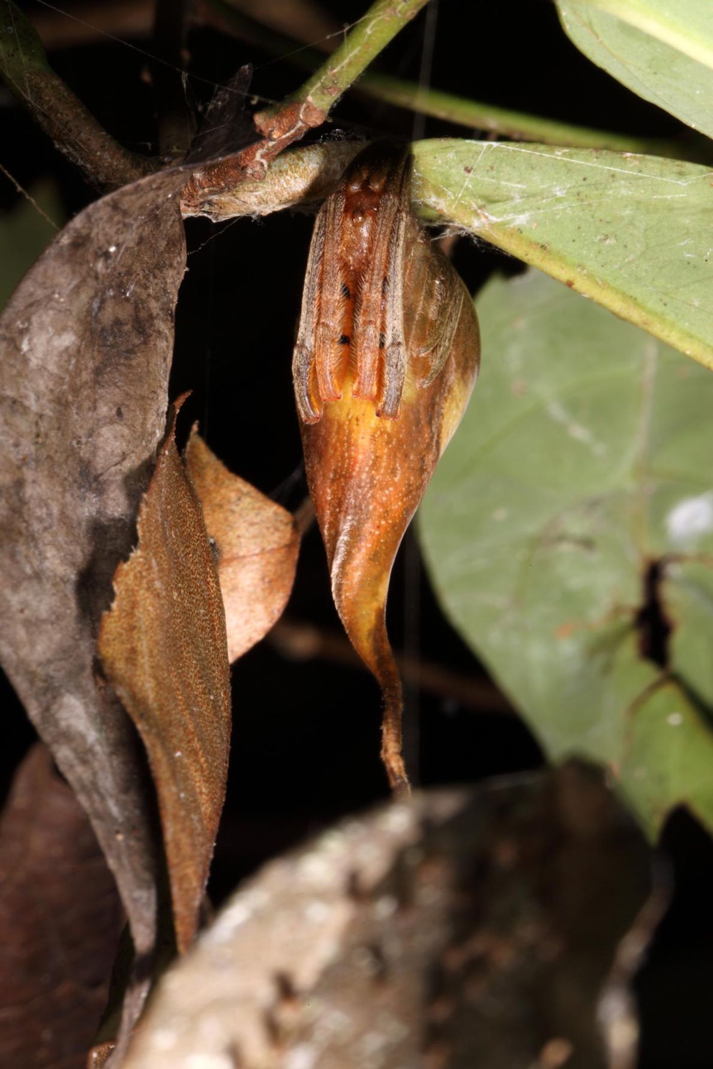 Can you tell which is the spider and which is an ordinary leaf?