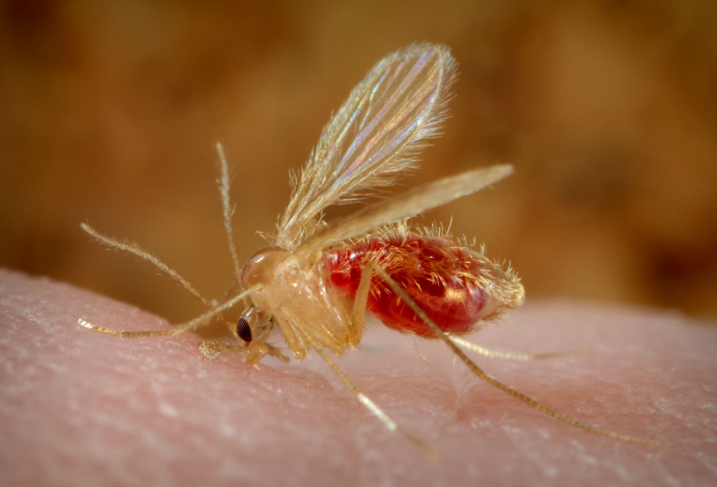 Sandflies such as this P. papatasi, are responsible for the spread of the vector-borne parasitic disease leishmaniasis, which is caused by the obligate intracellular protozoa of the genus Leishmania. / Credit:Centers for Disease Control and Prevention/Wikimedia Commons