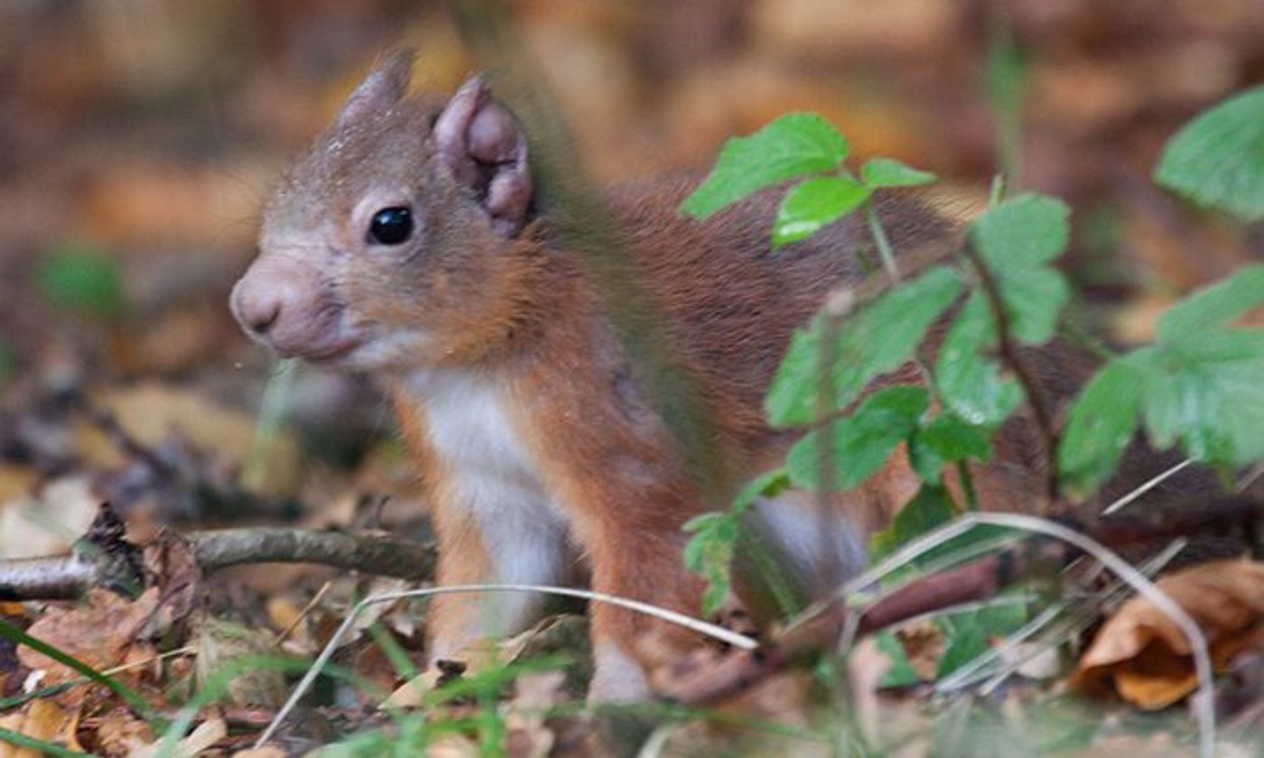  Red squirrel with leprosy on its ear and muzzle. / Credit: Karen van der Zijden/Science
