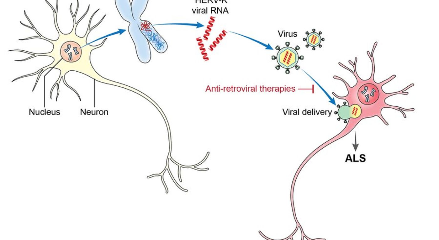 A dormant virus could bring new information on ALS