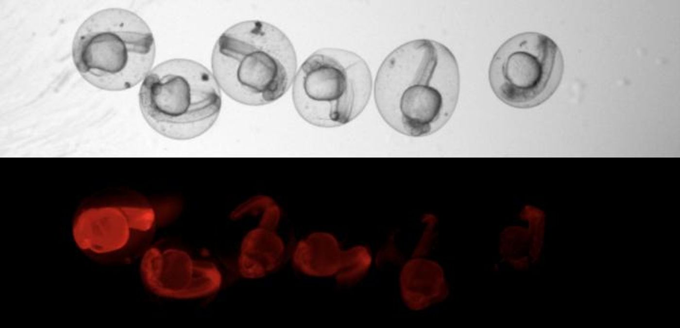 The researchers were able to observe under the microscope that CRISPR-Cas9 did its work and produced the scars in the genome - because then the red glow of the fish embryos faded. / Credit: Microscopic image: Junker Lab, MDC
