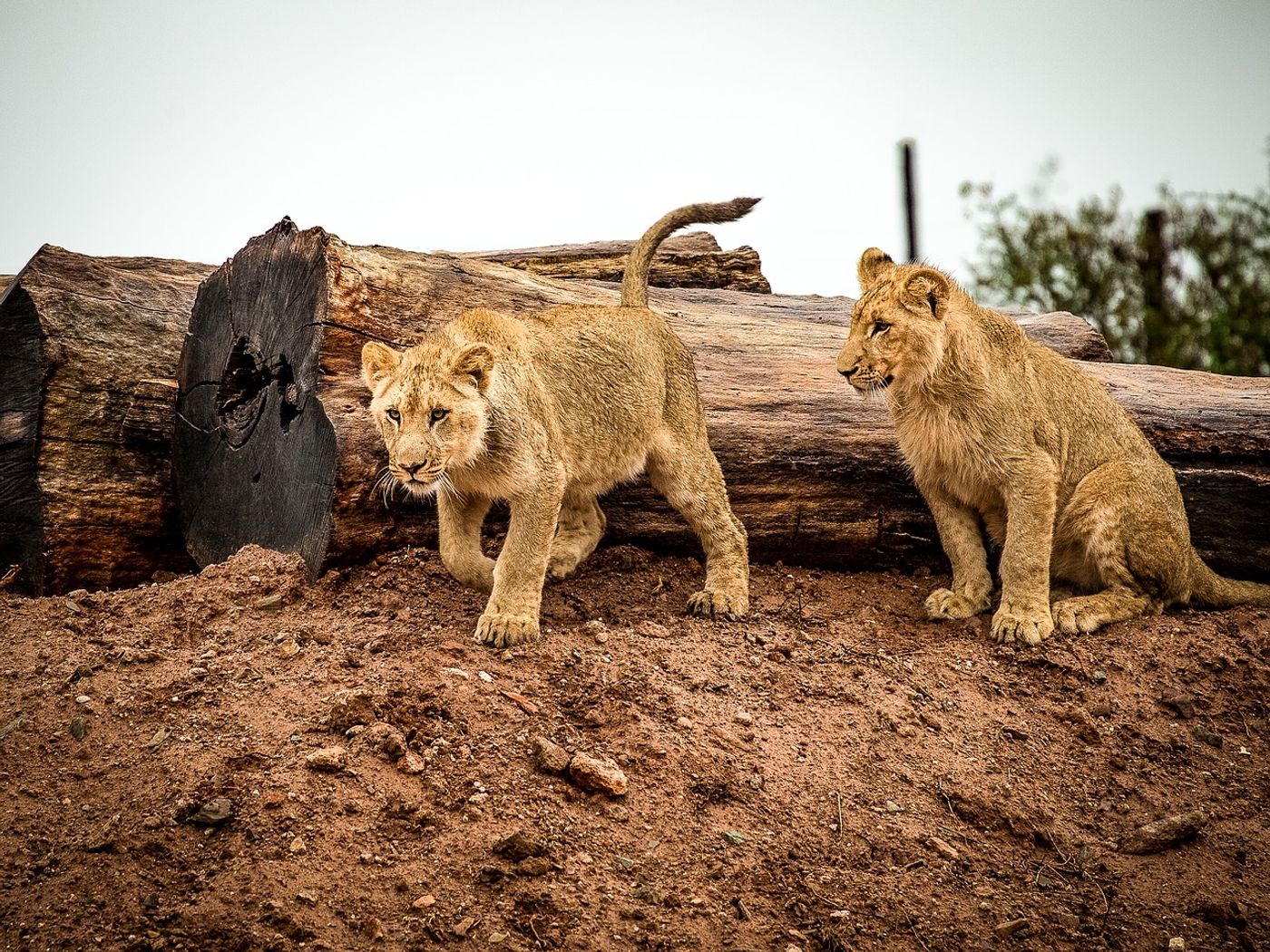 Lions are often hunted illegally in South Africa for their valuable bones and pelts.