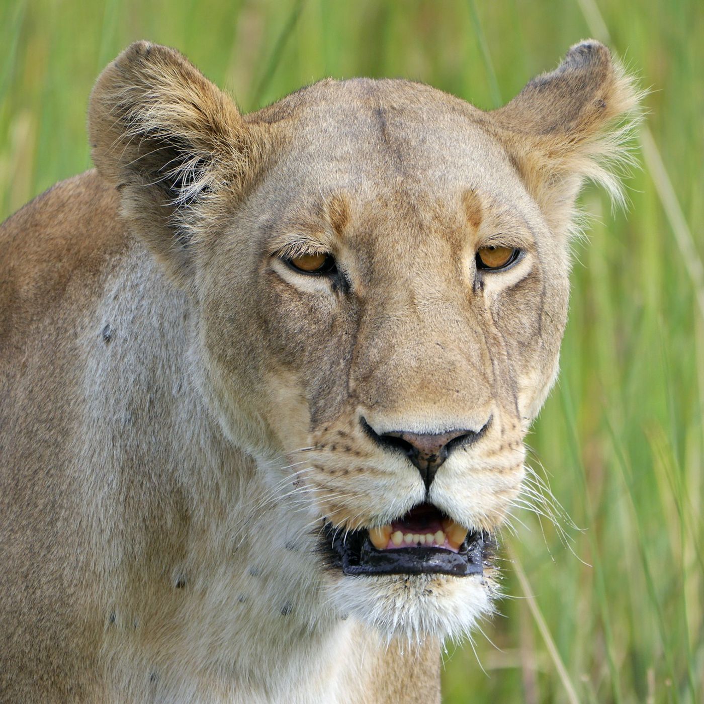 The man-eating lions of Tsavo have a really bad reputation for being hungry for humans.