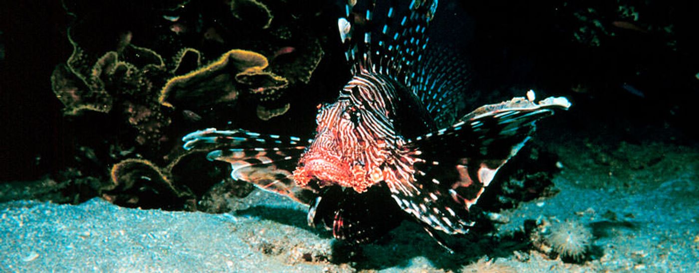 Lionfish are considered an invasive species, and are now found multiplying in the Mediterranean Sea.