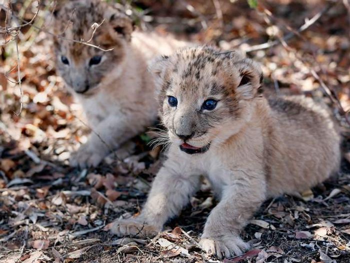 They might look like any other lion cub, but they're actually quite special.