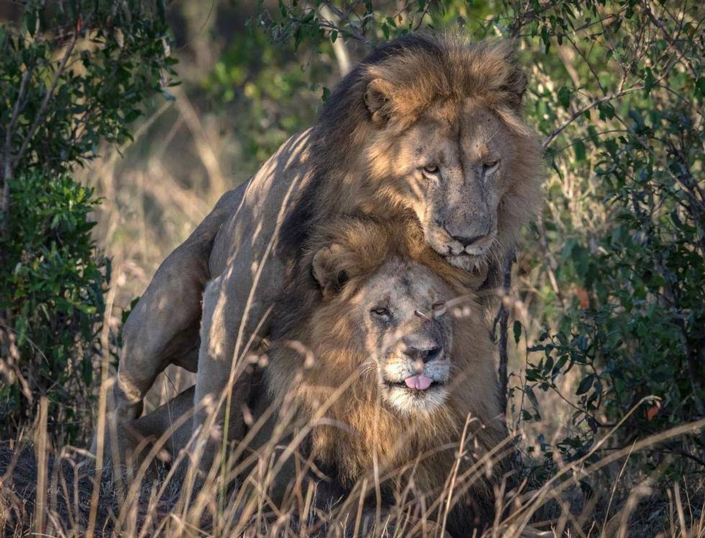 In this picture, a male lion appears to mount another male for unexplained reasons.