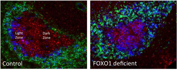 Typical interactions of the germinal center (left) versus abnormal germinal center formation in FOXO1-deficient mice