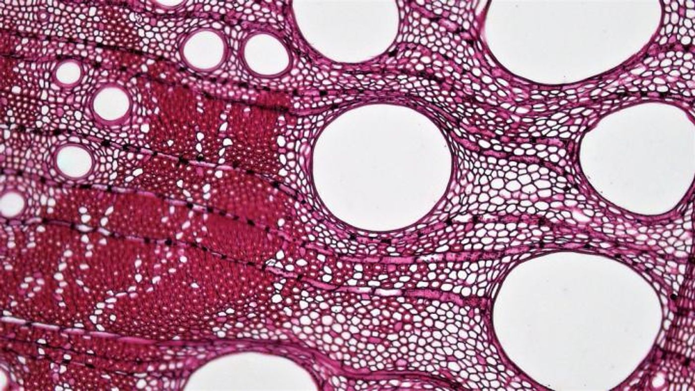 Building block of plants: Lignin is seen here stained red in a cross-section of plant cells from an oak tree. / Credit: Berkshire Community College Bioscience Image Library