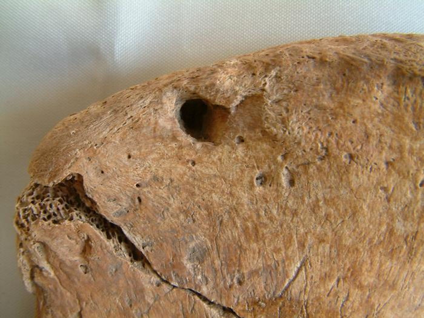 Lion tooth mark on the hip bone  /Credit: Maynooth University