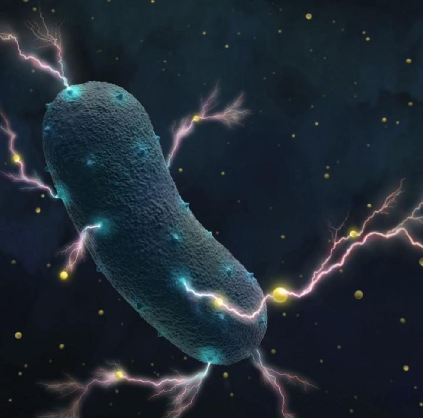 Listeria bacteria transport electrons through their cell wall into the environment as tiny currents, assisted by ubiquitous flavin molecules (yellow dots). / Credit: Amy Cao graphic. Copyright UC Berkeley.