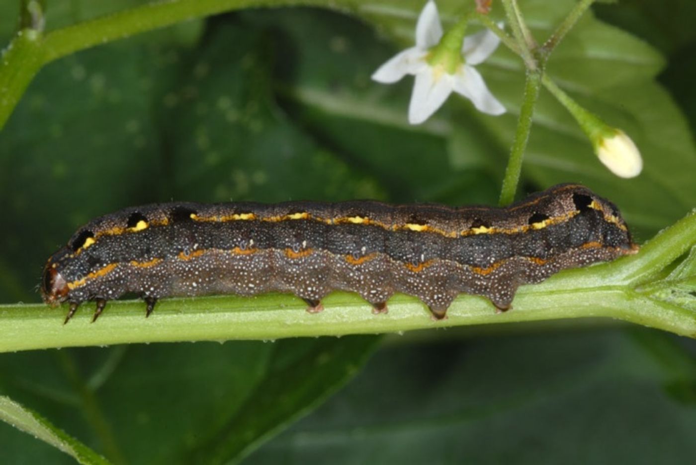 Spodoptera littoralis larva
