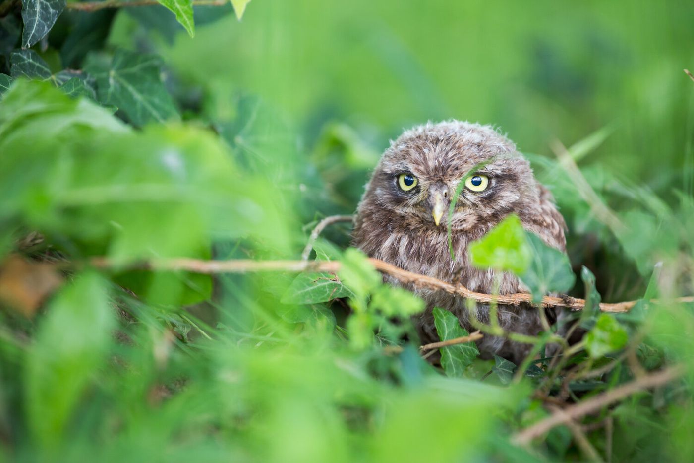 A 'little owl' in its natural habitat.