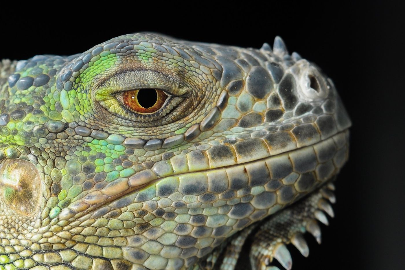 Iguanas just like this one are getting so cold in Florida that they're falling out of trees.