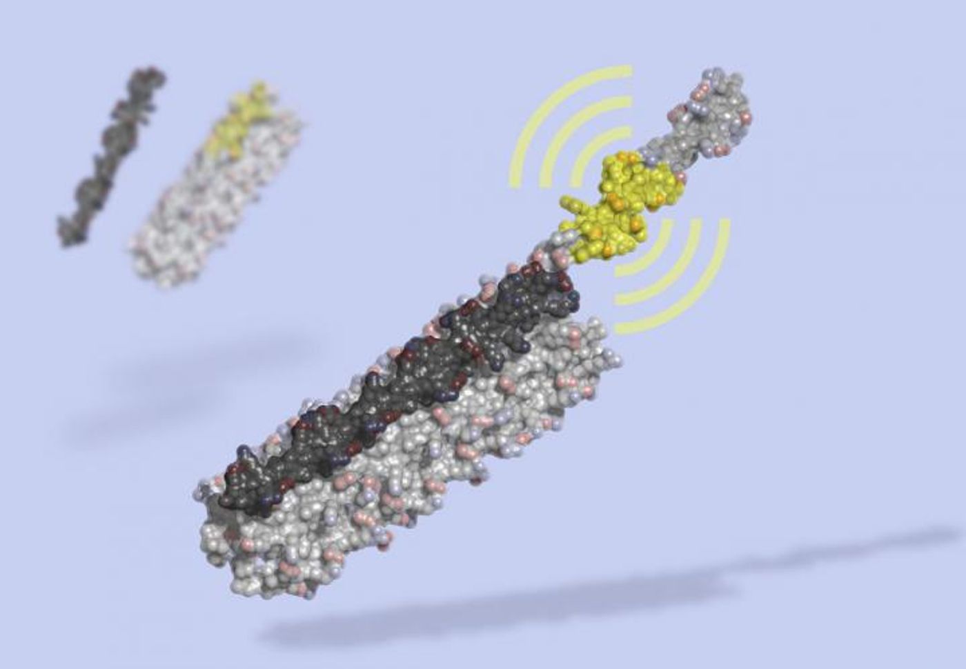 LOCKR is a molecular switch made of multiple interacting parts: a 'key' (black) unlocks a 'cage' (grey), revealing a bioactive peptide (yellow) which can interact with other molecules in the cell. LOCKR, a synthetic protein complex, was computationally designed from scratch, then tested in living cells. / Credit: Ian Haydon, UW Medicine Institute for Protein Design