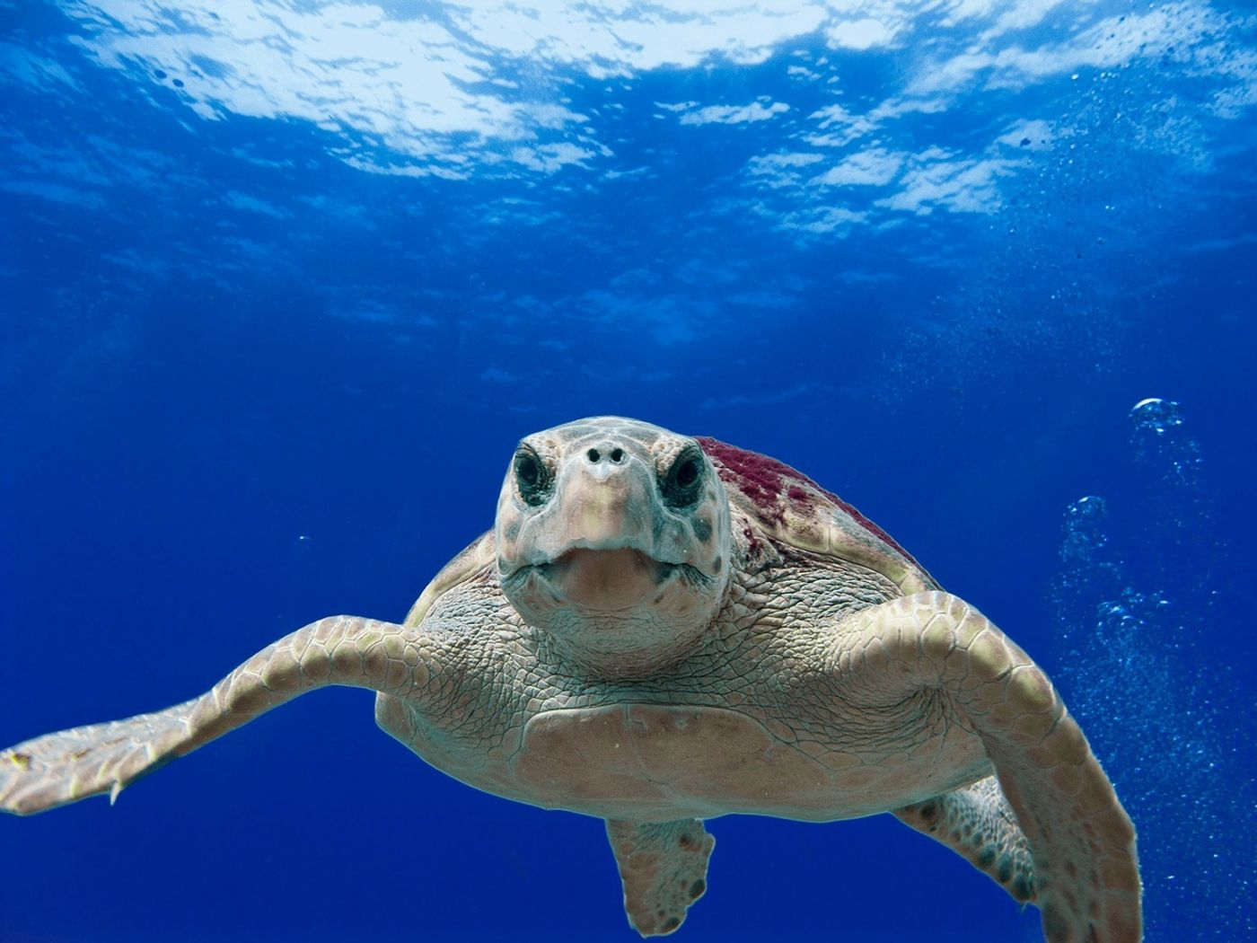 A loggerhead sea turtle.