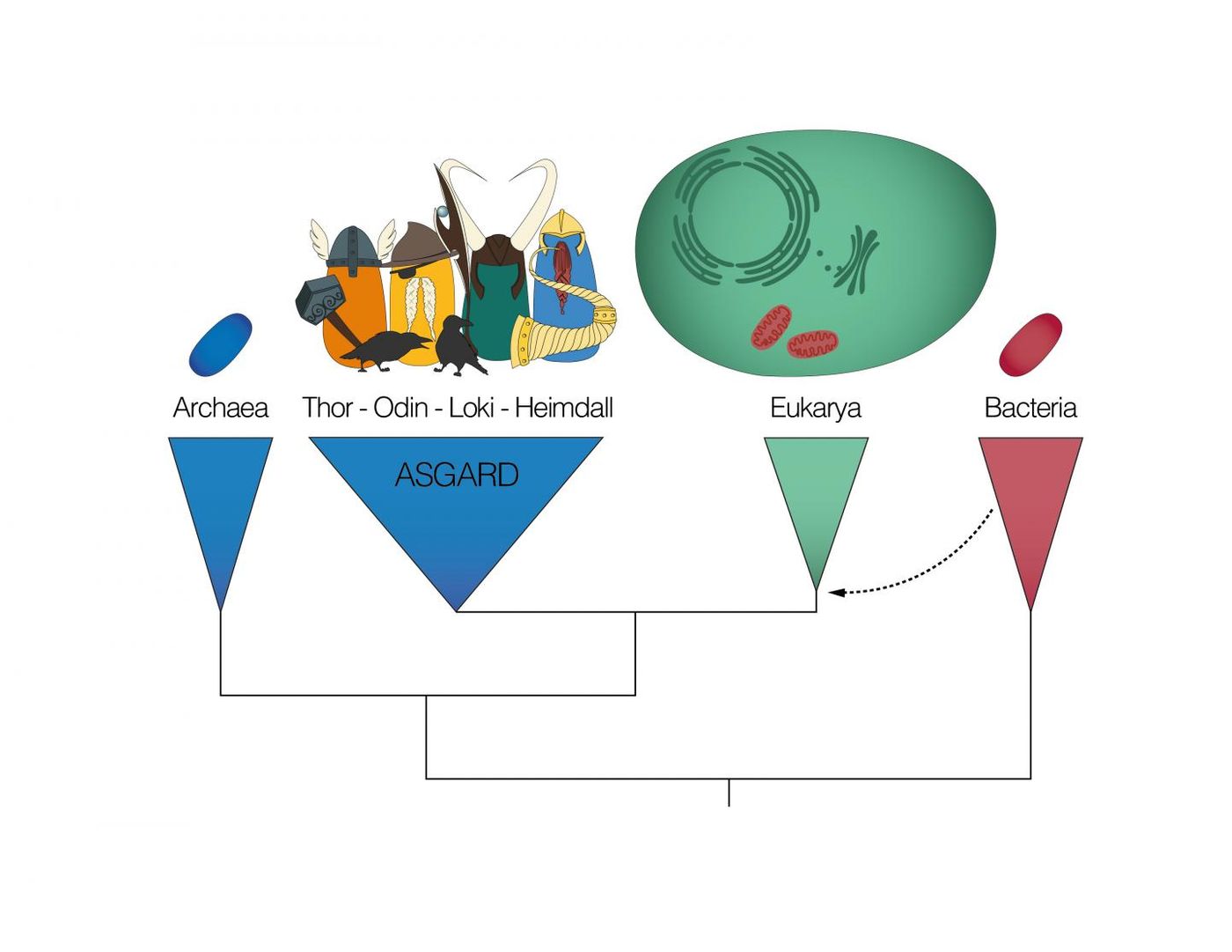 Asgard archaea form a group with the eukaryotes in the tree of life. / Credit: Eva Fernandez-Caceres