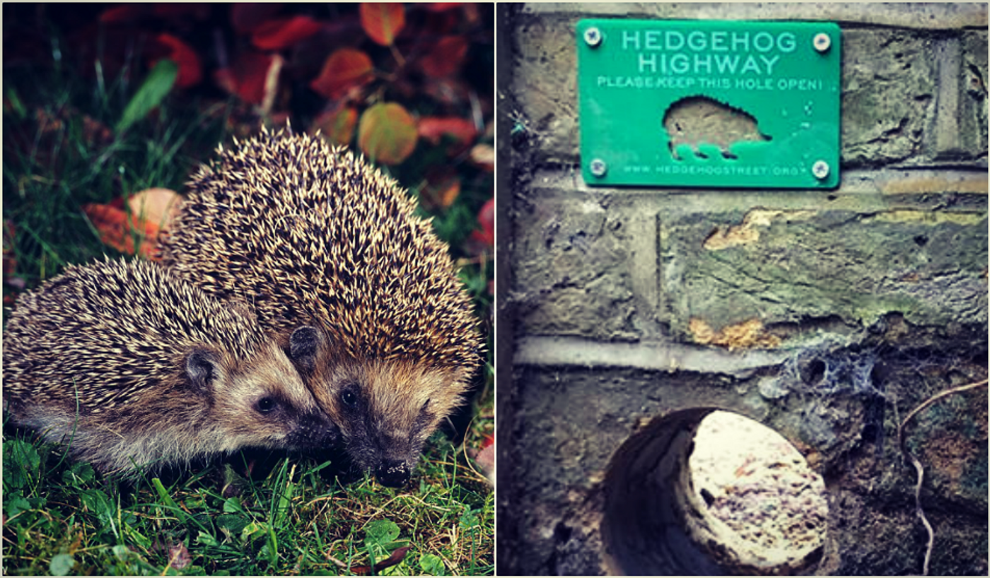 hedgehog and Hedgehog Highway, credit: public domain (1), Hedgehog Street (2)