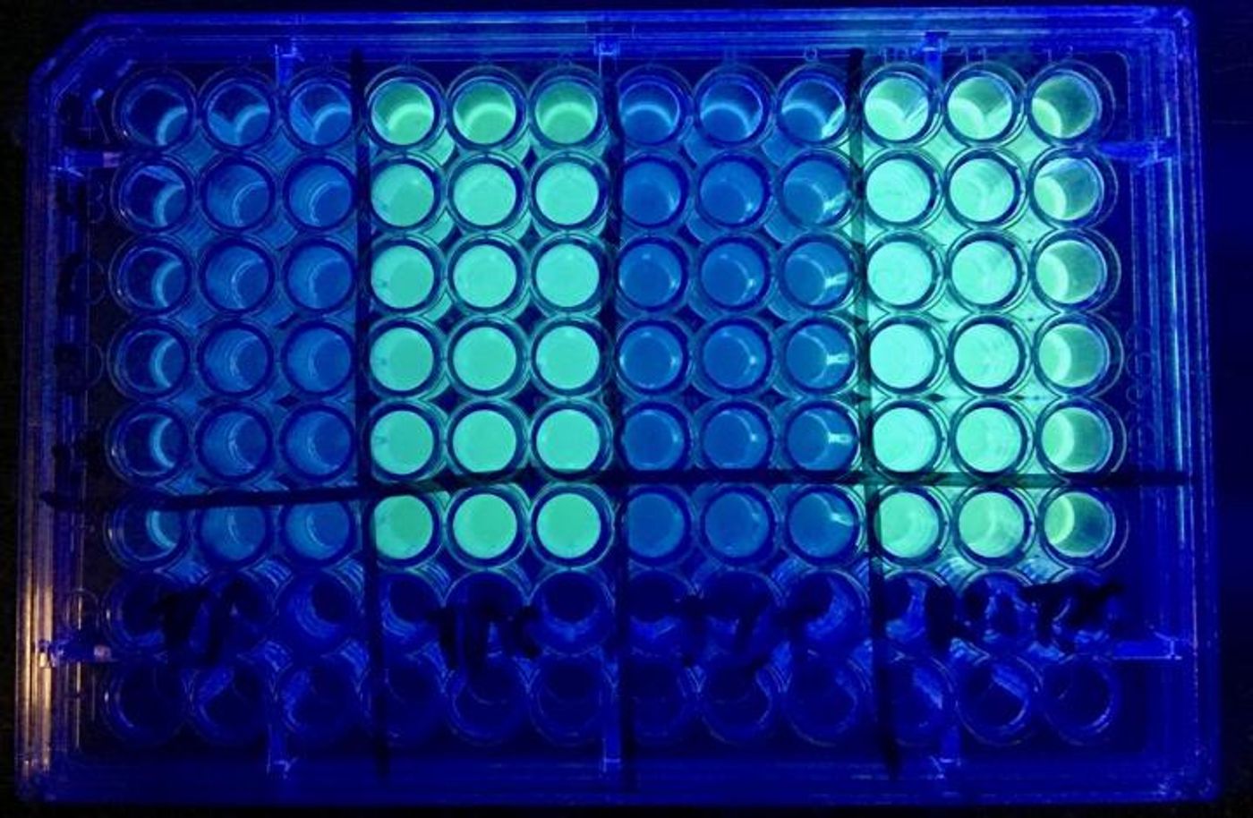 This is a comparison of the cystic fibrosis bacteria, which becomes a green color under fluorescent light, shown before and after treatment. Far right column -- untreated bacteria. Second column -- bacteria treated with tobramycin alone showing some of the bacteria still remaining. Third column -- bacteria treated with triclosan alone showing the majority of the bacteria still remaining. Far left column -- bacteria treated with tobramycin and triclosan showing the effectiveness of the combination treatment. / Credit: Michigan State University