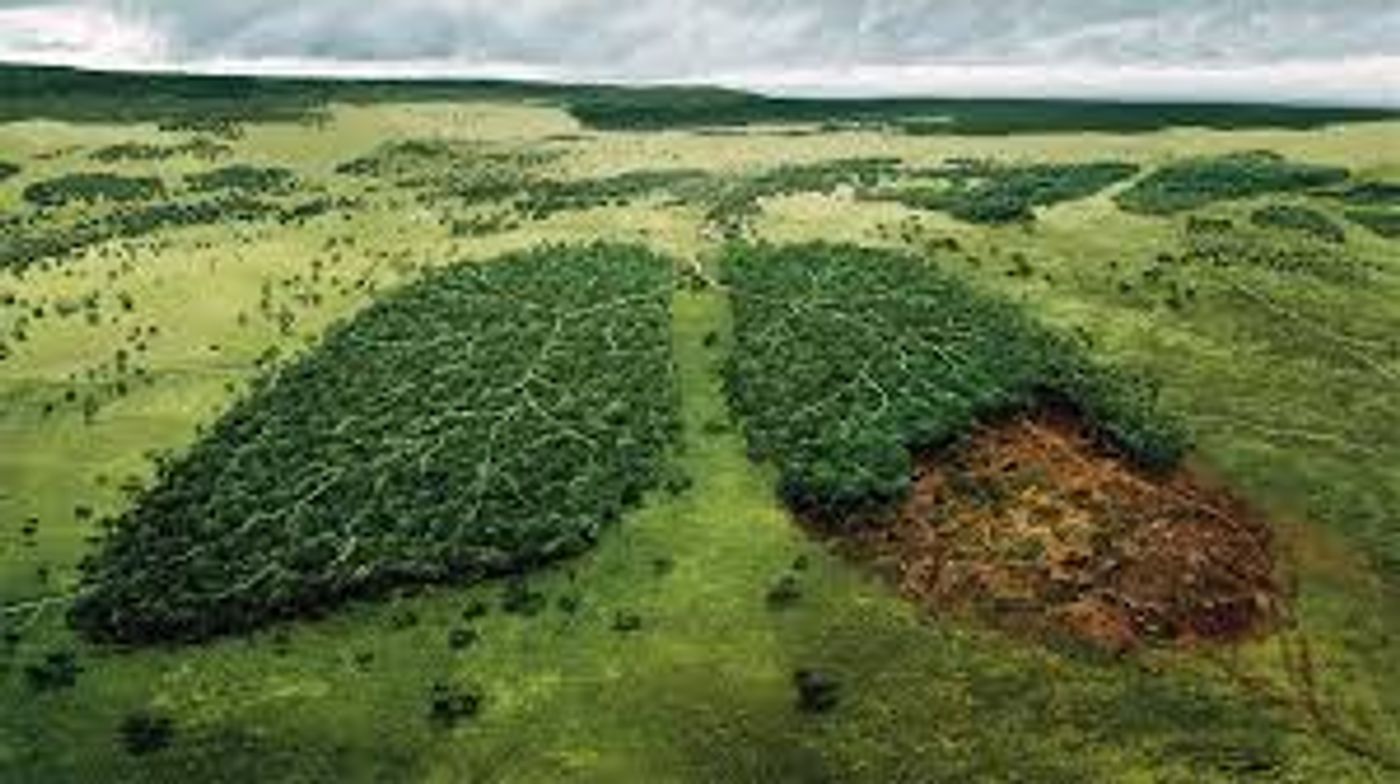 Forests are the lungs of the planet. Photo: beforeitsnews.com