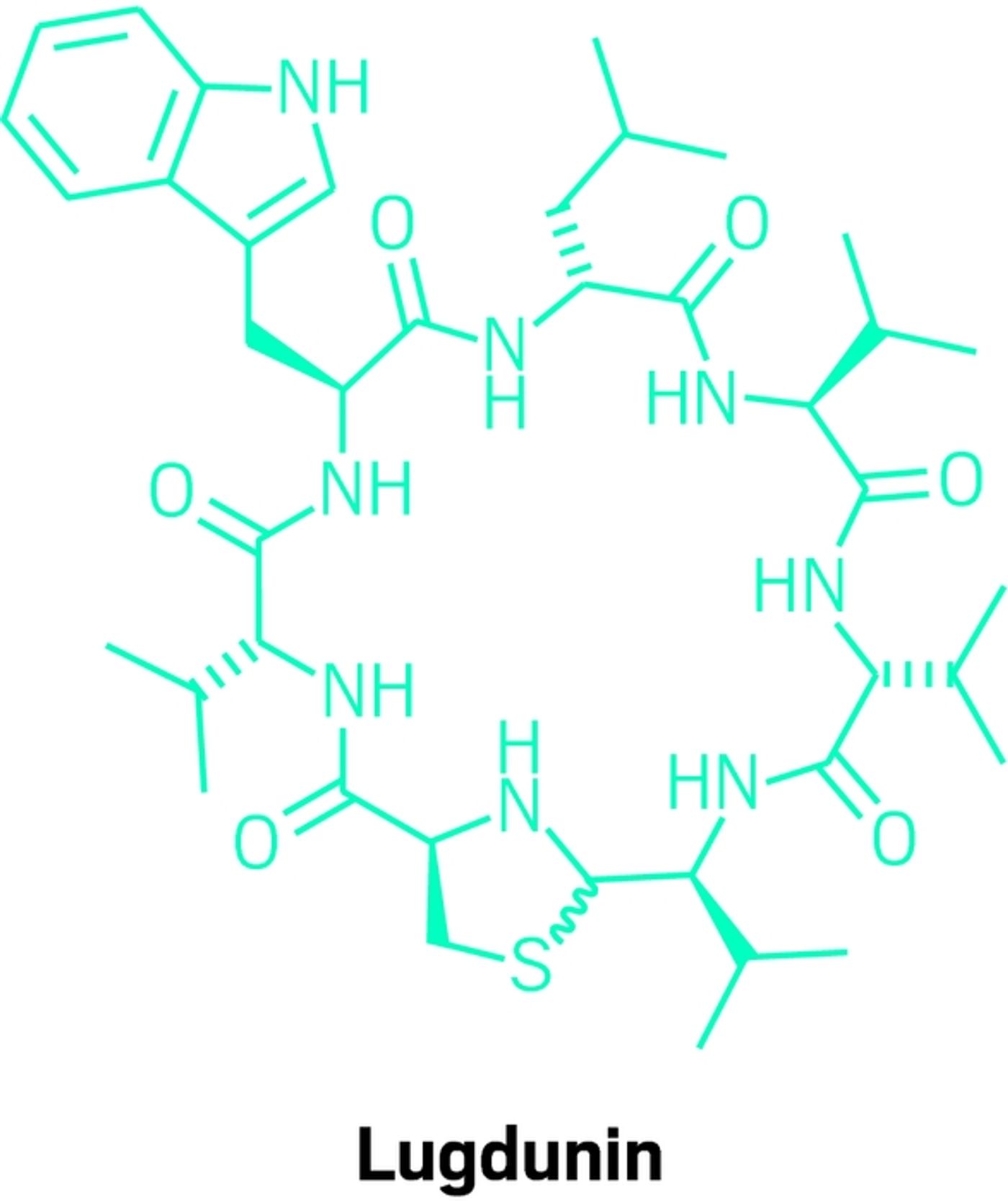 Lugdunin's chemical structre / Credit: Chemical & Engineering News