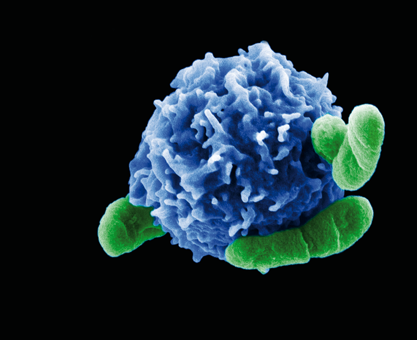 Regulatory T cell (blue) in electronmicroscopic magnification, interacting with bacteria cells (green). Credit: HZI / Rohde