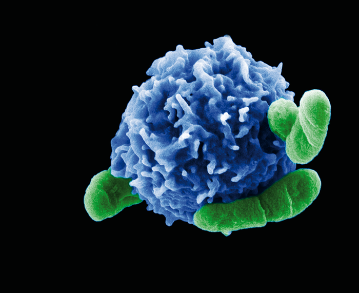 A regulatory T cell (blue) interacting with bacteria (green)