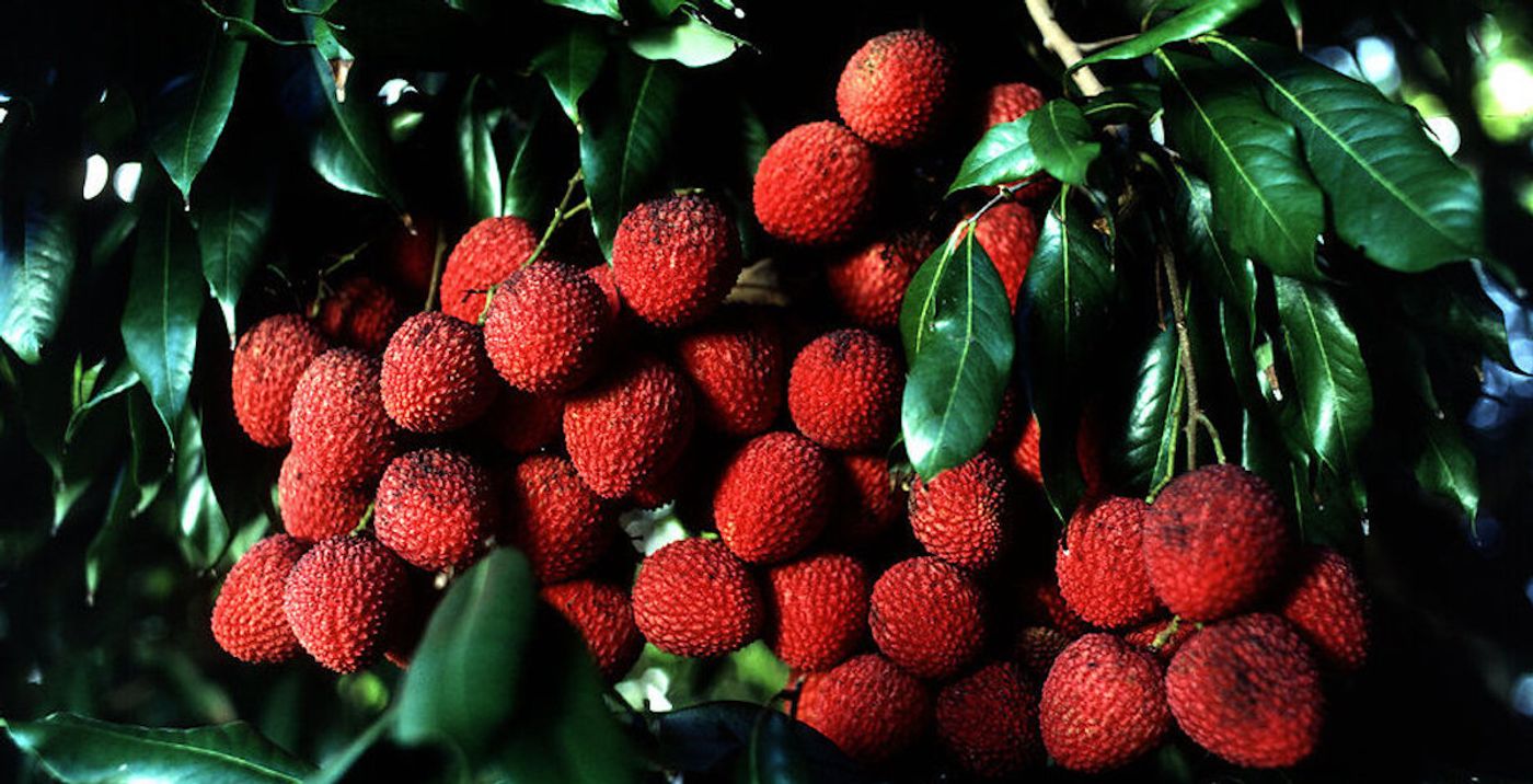 Lychee / Credit: Freestockphotos